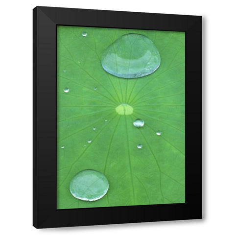 Canada, Quebec, Montreal Water on lotus leaf Black Modern Wood Framed Art Print by Delisle, Gilles