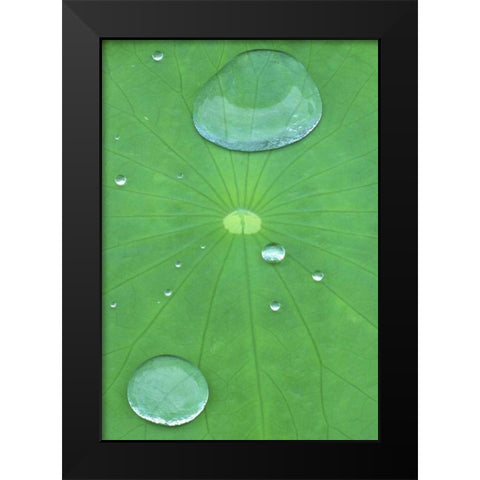 Canada, Quebec, Montreal Water on lotus leaf Black Modern Wood Framed Art Print by Delisle, Gilles