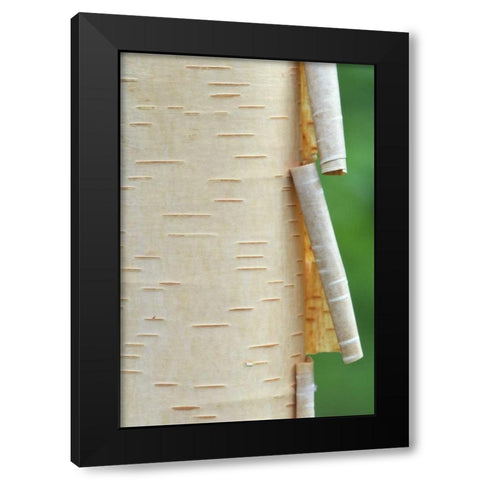 Canada, Quebec Peeling bark on paper birch tree Black Modern Wood Framed Art Print by Delisle, Gilles