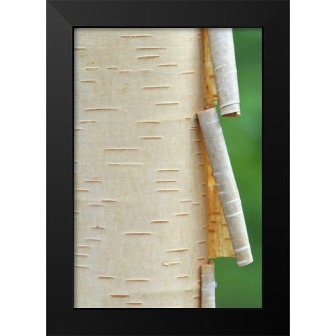 Canada, Quebec Peeling bark on paper birch tree Black Modern Wood Framed Art Print by Delisle, Gilles