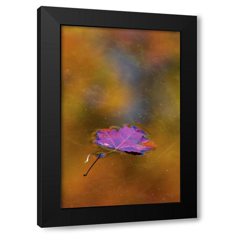 Canada, Quebec Autumn leaf on pond Black Modern Wood Framed Art Print by Delisle, Gilles