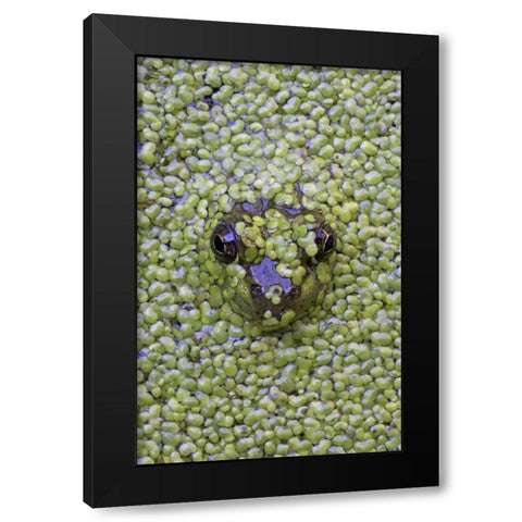Canada, Quebec Green frog in duckweed water Black Modern Wood Framed Art Print by Delisle, Gilles