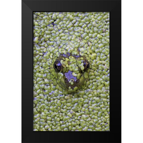 Canada, Quebec Green frog in duckweed water Black Modern Wood Framed Art Print by Delisle, Gilles