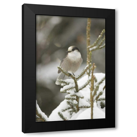 Canada, Quebec Gray jay perched on snowy pine Black Modern Wood Framed Art Print with Double Matting by Delisle, Gilles
