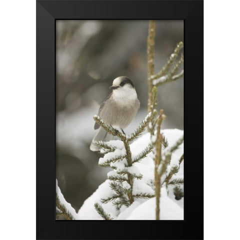 Canada, Quebec Gray jay perched on snowy pine Black Modern Wood Framed Art Print by Delisle, Gilles