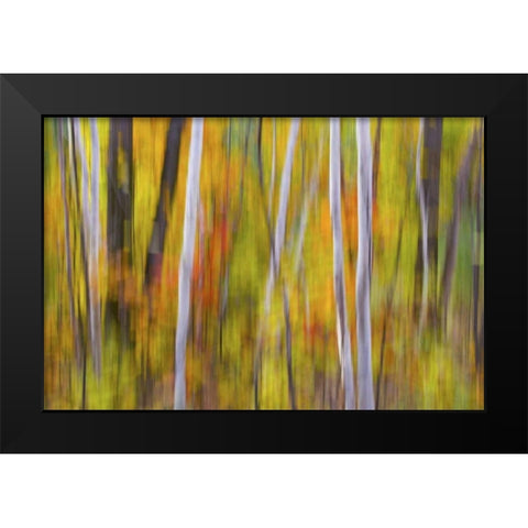 Canada, Quebec Blur of autumn in hardwood forest Black Modern Wood Framed Art Print by Delisle, Gilles