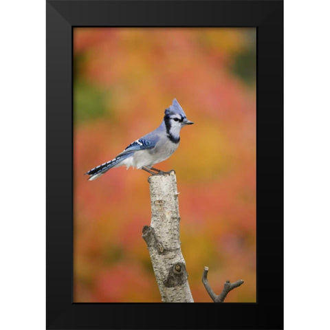 Canada, Quebec Blue jay perched on stump Black Modern Wood Framed Art Print by Delisle, Gilles