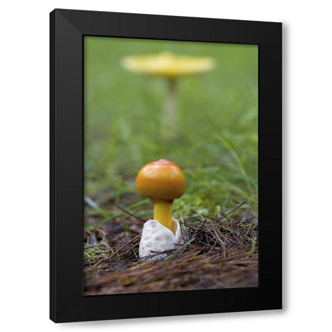 Canada, Quebec Close-up of fly agaric mushroom Black Modern Wood Framed Art Print with Double Matting by Delisle, Gilles