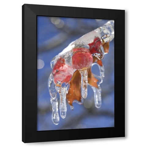 Canada, Quebec Ice-coated oak leaves after storm Black Modern Wood Framed Art Print with Double Matting by Delisle, Gilles