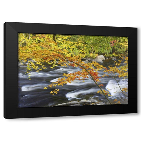 Canada, Fall maple foliage above river rapids Black Modern Wood Framed Art Print by Delisle, Gilles