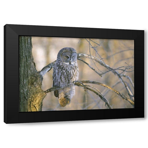 Canada, Quebec Great gray owl at sunset Black Modern Wood Framed Art Print with Double Matting by Delisle, Gilles