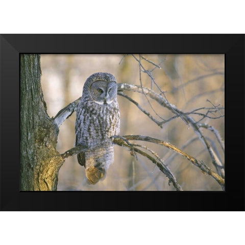 Canada, Quebec Great gray owl at sunset Black Modern Wood Framed Art Print by Delisle, Gilles