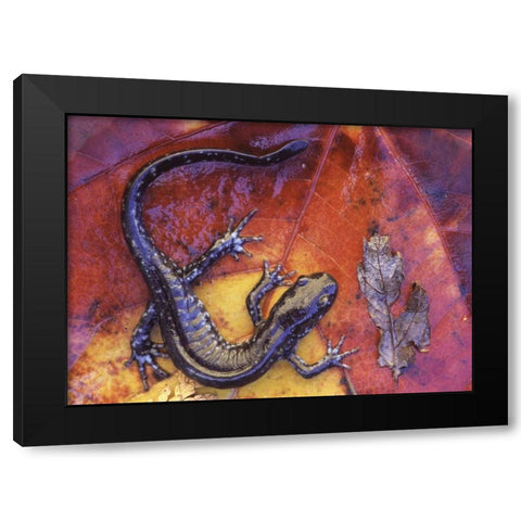 Canada, Quebec Blue-spotted salamander on leaf Black Modern Wood Framed Art Print with Double Matting by Delisle, Gilles