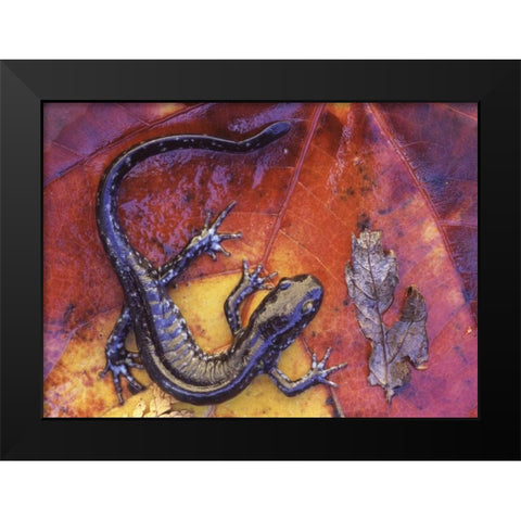 Canada, Quebec Blue-spotted salamander on leaf Black Modern Wood Framed Art Print by Delisle, Gilles