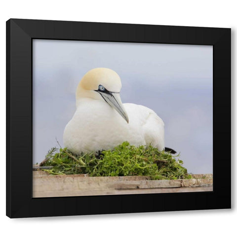 Canada, Quebec, Northern gannet bird sits on nest Black Modern Wood Framed Art Print with Double Matting by Morris, Arthur