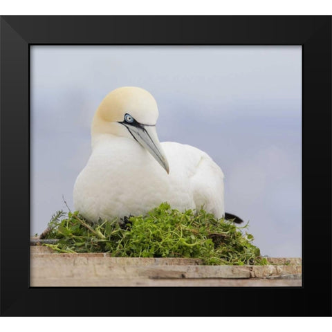 Canada, Quebec, Northern gannet bird sits on nest Black Modern Wood Framed Art Print by Morris, Arthur
