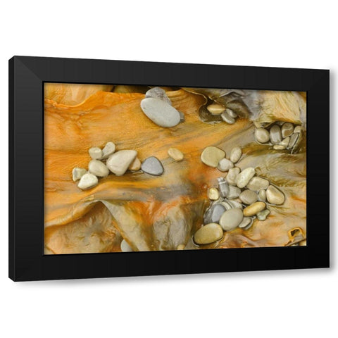 Canada, Quebec, Forillon NP Pebbles on seaweed Black Modern Wood Framed Art Print by Grandmaison, Mike