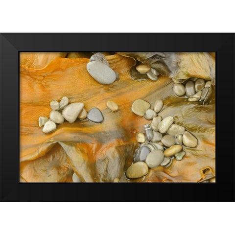 Canada, Quebec, Forillon NP Pebbles on seaweed Black Modern Wood Framed Art Print by Grandmaison, Mike