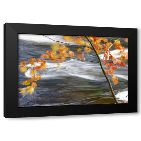Canada, Quebec Red maple tree by Riviere-du-Nord Black Modern Wood Framed Art Print by Delisle, Gilles
