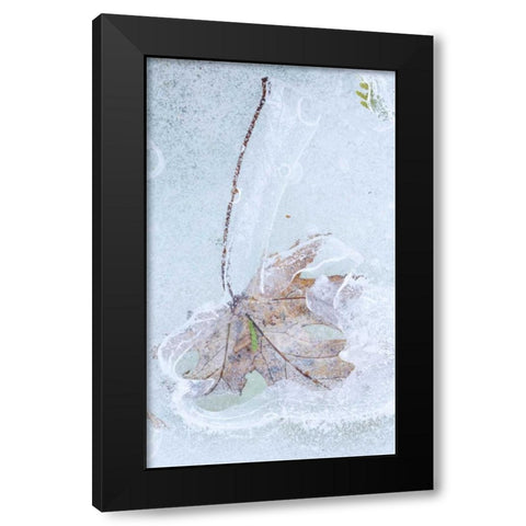 Canada, Quebec Silver maple leaf caught in ice Black Modern Wood Framed Art Print by Delisle, Gilles