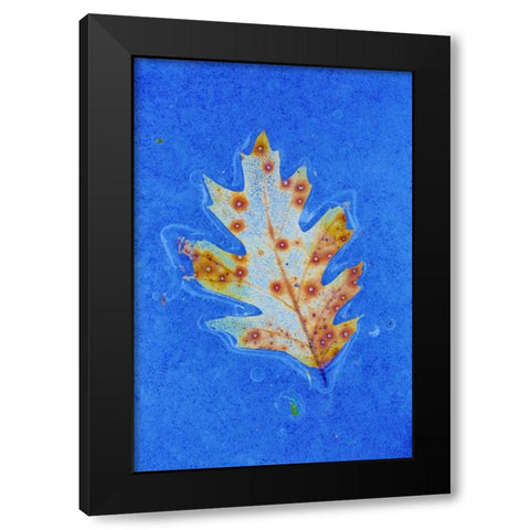 Canada, Quebec Red oak leaf caught in ice Black Modern Wood Framed Art Print by Delisle, Gilles