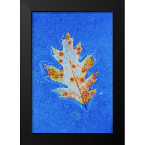 Canada, Quebec Red oak leaf caught in ice Black Modern Wood Framed Art Print by Delisle, Gilles