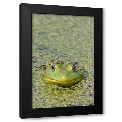 Canada, Boucherville Green frog in duckweed Black Modern Wood Framed Art Print by Delisle, Gilles