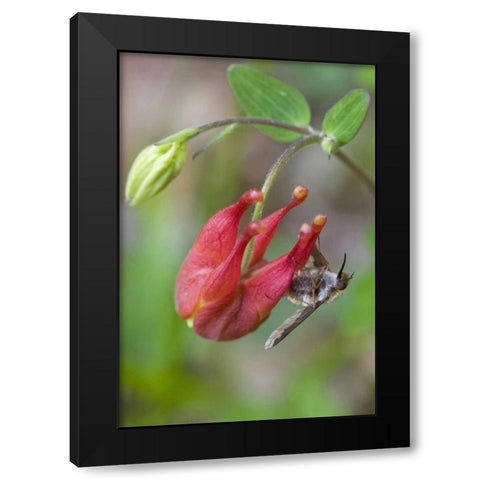 Canada, Quebec Bee fly on wild columbine Black Modern Wood Framed Art Print with Double Matting by Delisle, Gilles