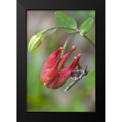 Canada, Quebec Bee fly on wild columbine Black Modern Wood Framed Art Print by Delisle, Gilles
