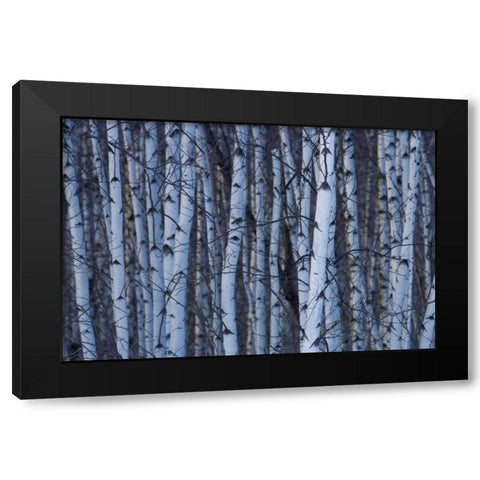 Canada, Quebec, Yamaska NP Gray birch forest Black Modern Wood Framed Art Print by Delisle, Gilles