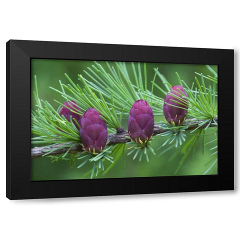 Canada, Quebec Tamarack tree cones Black Modern Wood Framed Art Print by Delisle, Gilles