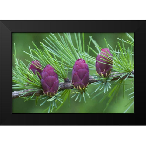 Canada, Quebec Tamarack tree cones Black Modern Wood Framed Art Print by Delisle, Gilles