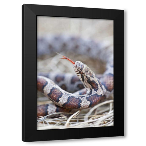 Canada, Riviere des Prairies Park Milk snake Black Modern Wood Framed Art Print with Double Matting by Delisle, Gilles
