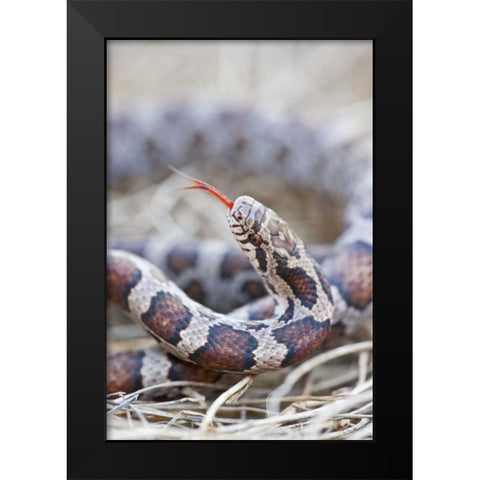 Canada, Riviere des Prairies Park Milk snake Black Modern Wood Framed Art Print by Delisle, Gilles