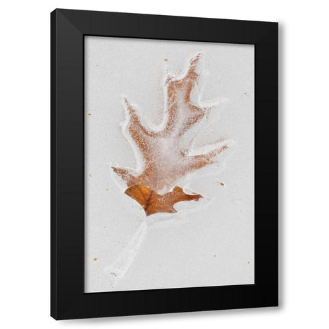 Canada, Quebec Red oak leaf caught in ice Black Modern Wood Framed Art Print with Double Matting by Delisle, Gilles
