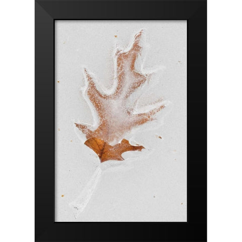 Canada, Quebec Red oak leaf caught in ice Black Modern Wood Framed Art Print by Delisle, Gilles