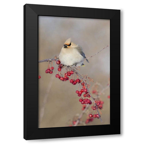 Canada, Quebec Bohemian waxwing bird on limb Black Modern Wood Framed Art Print with Double Matting by Delisle, Gilles