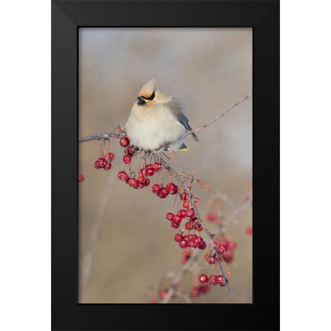 Canada, Quebec Bohemian waxwing bird on limb Black Modern Wood Framed Art Print by Delisle, Gilles