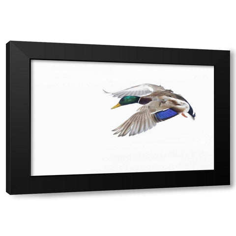 Canada, St Catherine Mallard drake landing Black Modern Wood Framed Art Print by Delisle, Gilles