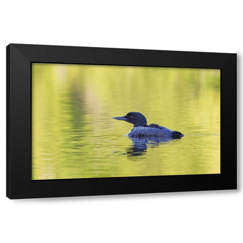 Canada, Quebec, Eastman Common loon with chick Black Modern Wood Framed Art Print by Delisle, Gilles