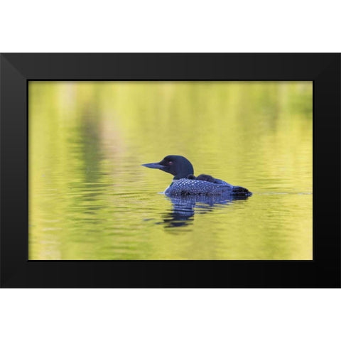 Canada, Quebec, Eastman Common loon with chick Black Modern Wood Framed Art Print by Delisle, Gilles