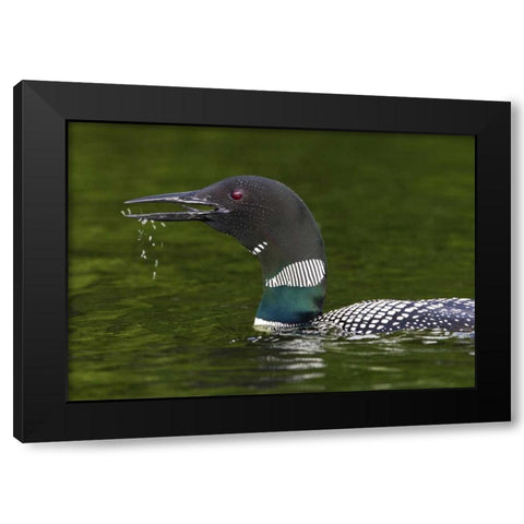 Canada, Quebec, Eastman Common loon calling Black Modern Wood Framed Art Print by Delisle, Gilles