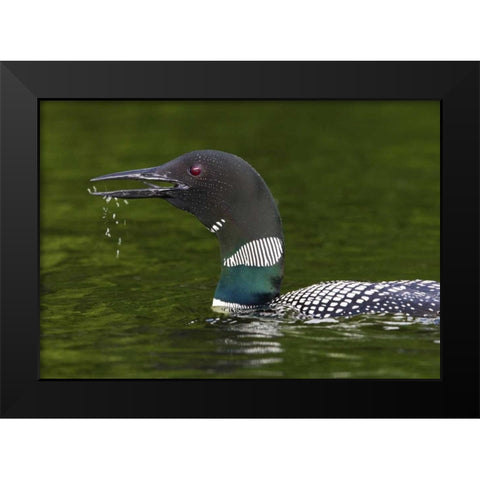 Canada, Quebec, Eastman Common loon calling Black Modern Wood Framed Art Print by Delisle, Gilles
