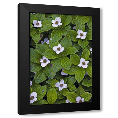 Canada, Quebec, Mingan Bunchberry after rainfall Black Modern Wood Framed Art Print by Delisle, Gilles