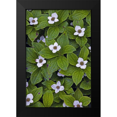 Canada, Quebec, Mingan Bunchberry after rainfall Black Modern Wood Framed Art Print by Delisle, Gilles