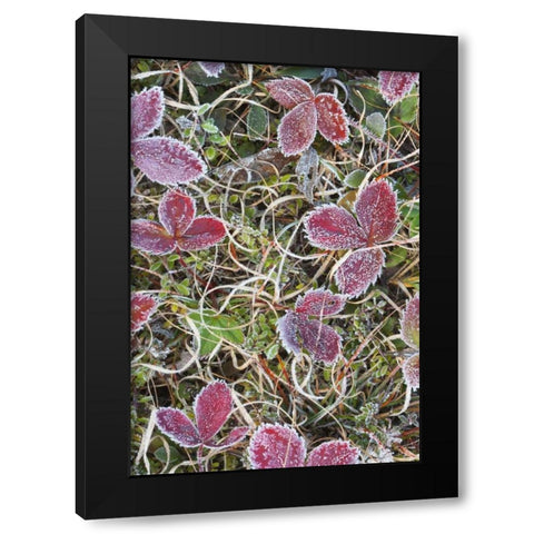 Canada, Quebec Frost-covered strawberry leaves Black Modern Wood Framed Art Print by Delisle, Gilles