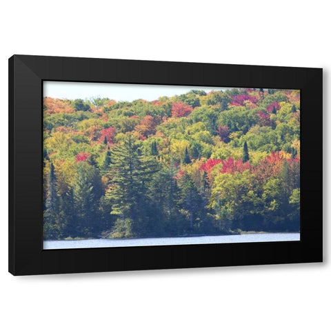 Canada, Quebec Fall colors along Lake Monroe Black Modern Wood Framed Art Print by Delisle, Gilles