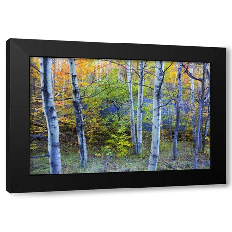 Canada, Quebec Aspen poplar trees and pond Black Modern Wood Framed Art Print with Double Matting by Delisle, Gilles