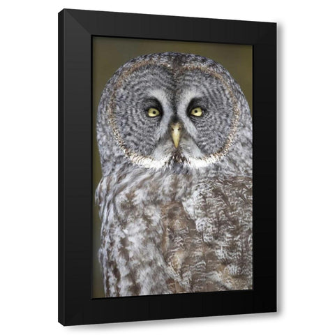 Canada, Quebec, Beauport Great gray owl close-up Black Modern Wood Framed Art Print with Double Matting by Delisle, Gilles