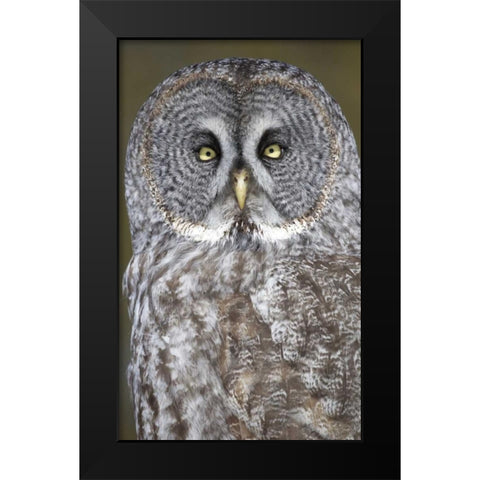 Canada, Quebec, Beauport Great gray owl close-up Black Modern Wood Framed Art Print by Delisle, Gilles